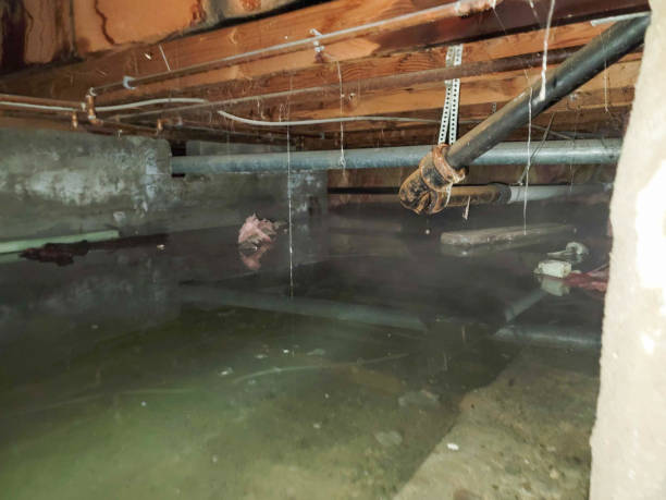 Best Local water damage restoration  in Frontenac, MO